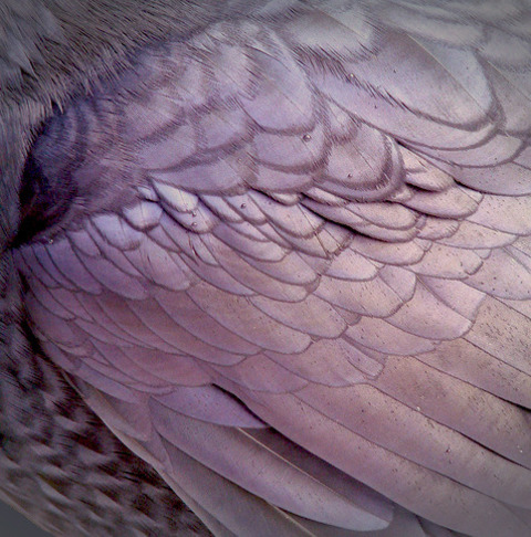 Header of annaxnicolex