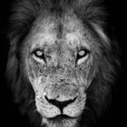 Onlyfans leaks avianmeat004 

 profile picture