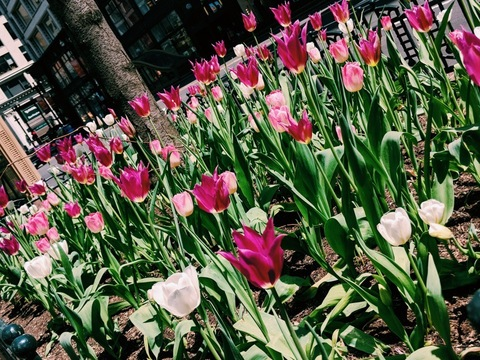 Header of babixkitten