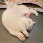 Download bbabiibunny OnlyFans videos and photos for free 

 profile picture