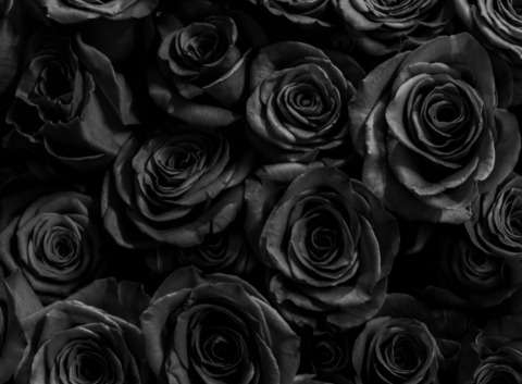 Header of blackthornedrose