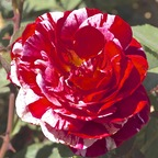 breezeebabe OnlyFans Leaks (54 Photos and 32 Videos) 

 profile picture