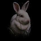 bunnygirldaisy OnlyFans Leaked (49 Photos and 32 Videos) 

 profile picture