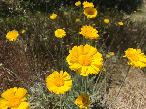 Header of cailthefail