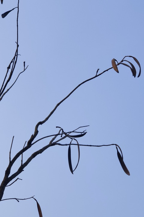 Header of cnxpdc01