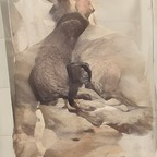 deerhorns (Deerhorns) free OnlyFans Leaked Content 

 profile picture