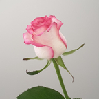 Free access to erotic_elea Leaked OnlyFans 

 profile picture