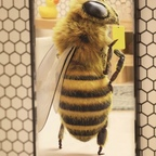 Onlyfans leak hornetshoney 

 profile picture