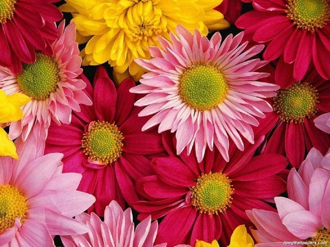 Header of jennabesos