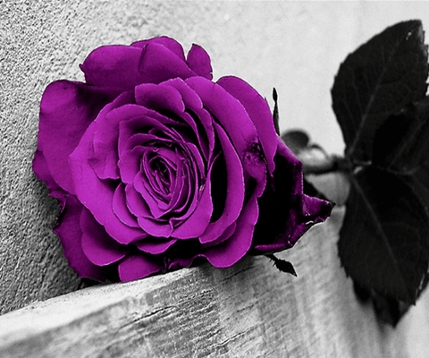 Header of littlesubbie87