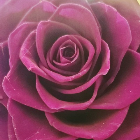 Header of maw.maw.bear