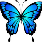 missbutterfly profile picture