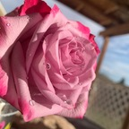 Trending @naughtylilrosie leak Onlyfans photos for free 

 profile picture