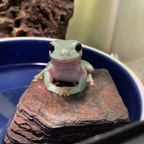 Onlyfans leaked only-frogs 

 profile picture