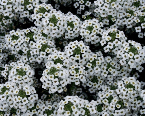 Header of optimisticbb