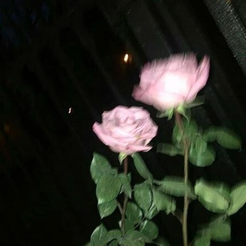 Header of rose.s