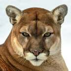 View SteveFrench92 (stevefrench92) OnlyFans 49 Photos and 32 Videos leaked 

 profile picture