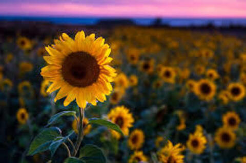 Header of sunflowerskies