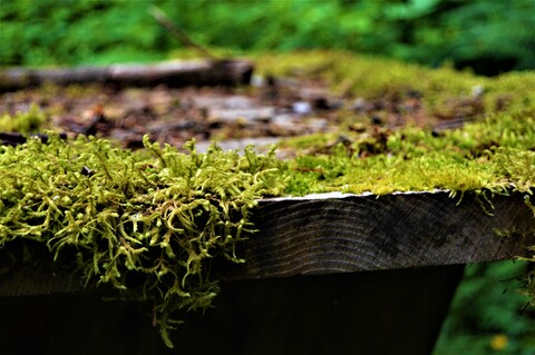Header of the_fae