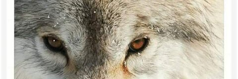 Header of thelonewolfxxx