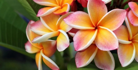 Header of thick_baby_jane2.0