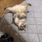 totomatochinn (Tomi) OnlyFans Leaked Pictures & Videos 

 profile picture