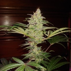 twincities OnlyFans Leak (49 Photos and 32 Videos) 

 profile picture