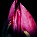 twolips2121 (Tulalips21) OnlyFans Leaks 

 profile picture