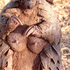 Get Free access to tyrannosaurus Leaked OnlyFans 

 profile picture