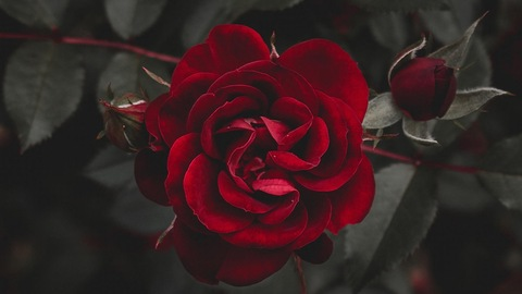 Header of u248237889