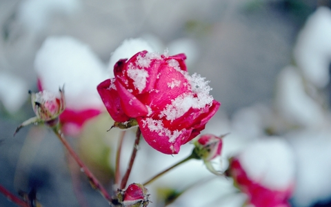 Header of wintersrose1